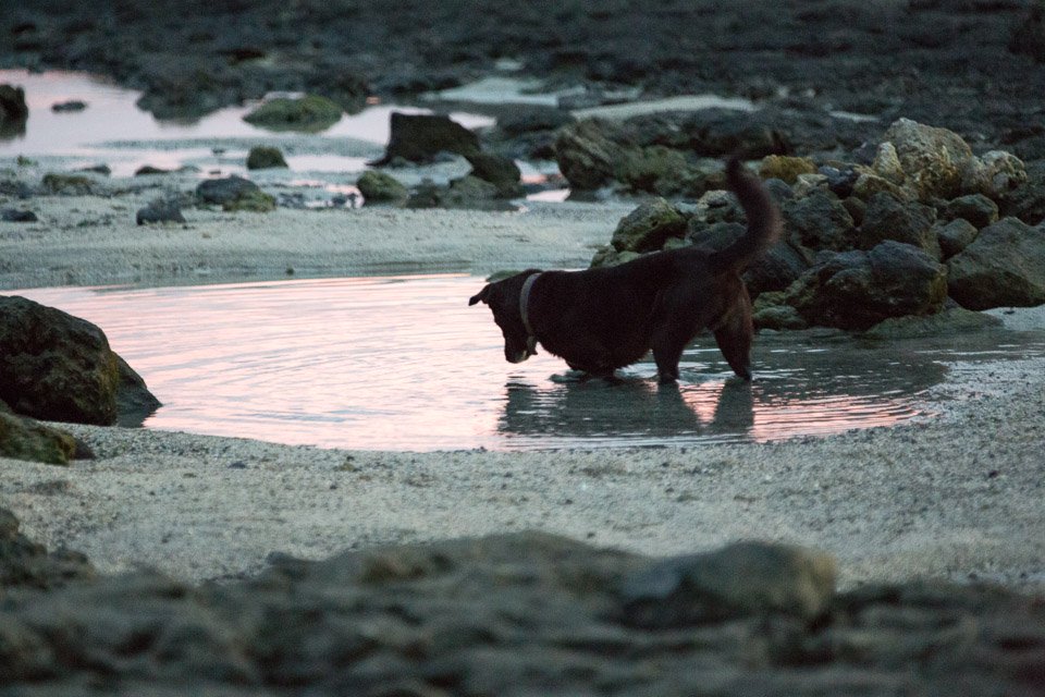 3L9A1725.jpg Iles du vent - Tahiti - Copyright : See Otherwise 2012 - 2026